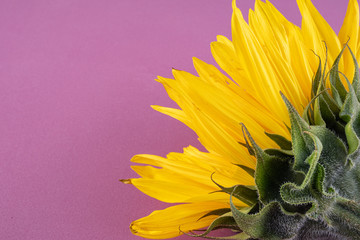 Beautiful large, yellow sunflower flower on a light purple background, close-up.