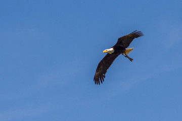 Aigle