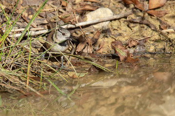 Mésange huppée
