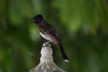 Portrait of bird in forest. Wallpaper picture