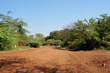 Cattle trail in rural Tanzania