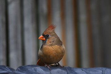 Red Cardinal female perched on a bird bath