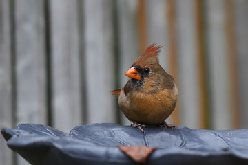 Red Cardinal female perched on a bird bath