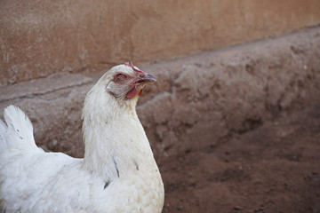 portrait of hen