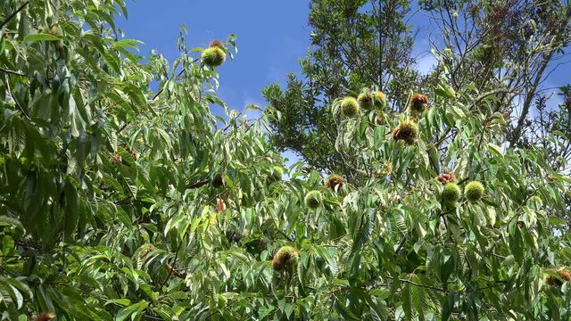 Spiny cupules with nuts of the Sweet Chestnut (Castanea sativa) on a tree. Portugal