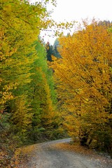 Fototapeta premium Amazing golden autumn colors in the forest path track.artvin/turkey