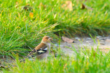Chaffinch Fringilla coelebs female ,looking for food in tall grass.