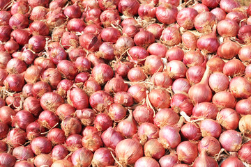 Fresh red colored onions. Onions background