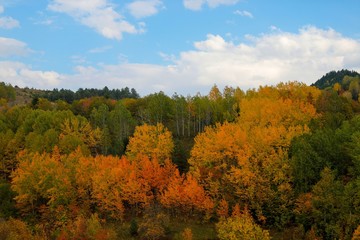 Fototapeta premium Niesamowite złote jesienne kolory na leśnej ścieżce. Artvin / turcja