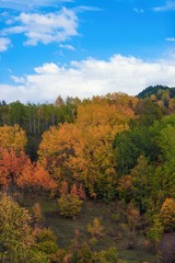 Amazing golden autumn colors in the forest path track.artvin/turkey