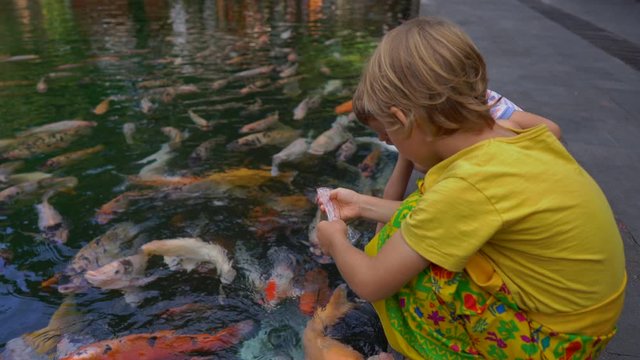 Closeup shot of a little boys feeding lots of red, white and golden sacred carps at Tirta empul holy springs on Bali island