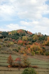 Amazing golden autumn colors in the forest path track.artvin/turkey