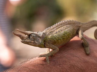 Chameleon