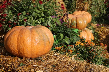 Thanksgiving day decoration, autumn harvest. Orange pumpkins on the straw with flowers and hay