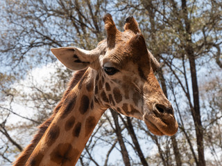 portrait of giraffe