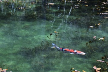 池の錦鯉