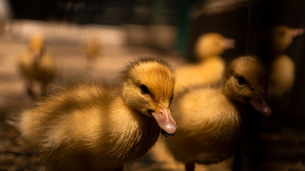 Des poussins qui joue dans leur enclos