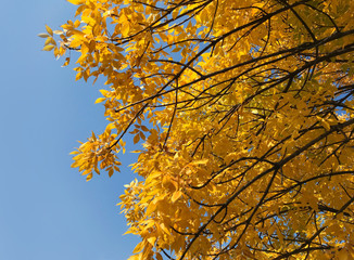 Autumn yellow tree on a background of blue sky - sunny day - 294606707
