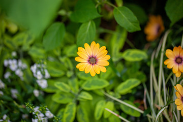カラーリーフと黄色い花