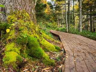 尾瀬木道脇の苔生す木の根元