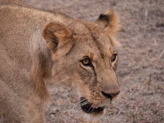 lion in nairobi national park