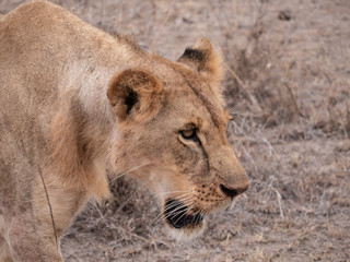 Obraz na płótnie Canvas lion in nairobi national park