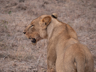 Plakat lion in nairobi national park