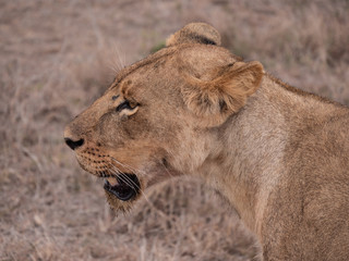 lion in nairobi national park