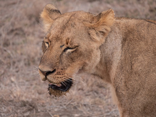 lion in nairobi national park