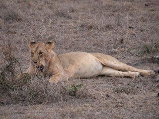 lion in nairobi national park