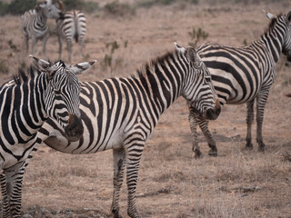 Naklejka na ściany i meble zebra in africa