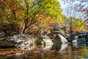Autumn forest and creek landscape