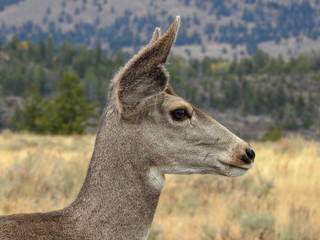 Resident deer on the island of Miyajima, Japan