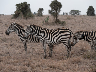 Fototapeta na wymiar zebra in nairobi national park