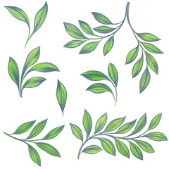 Naklejka na ściany i meble Drawn leaves on a white background. Isolated green leaves.