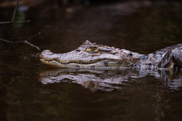 Alligator in Tortuguero National Park of Costa Rica