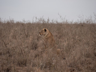 lion in grass
