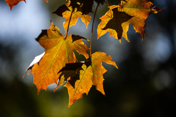 Blätter im Herbst , Hintergrund