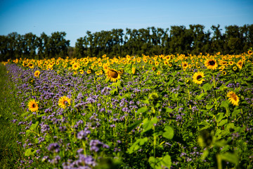 Fototapeta premium sunflower field with phacelia, bee field