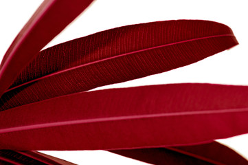 Red tropical plant leaves close up isolated on white background. High contrast creative nature photography.