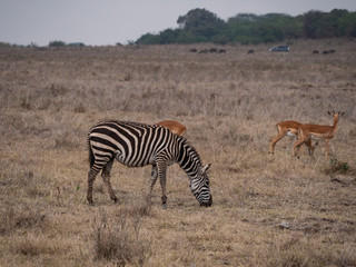 Obraz na płótnie Canvas zebra in nairobi national park