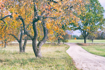 Road through the garden in autumn