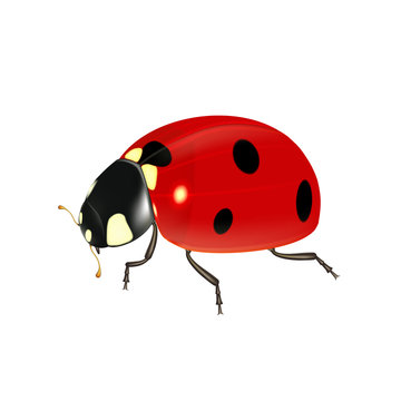 Realistic ladybug on a white background, ladybird for design and decoration. Vector.