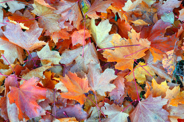 Bright autumn leaves in the forest