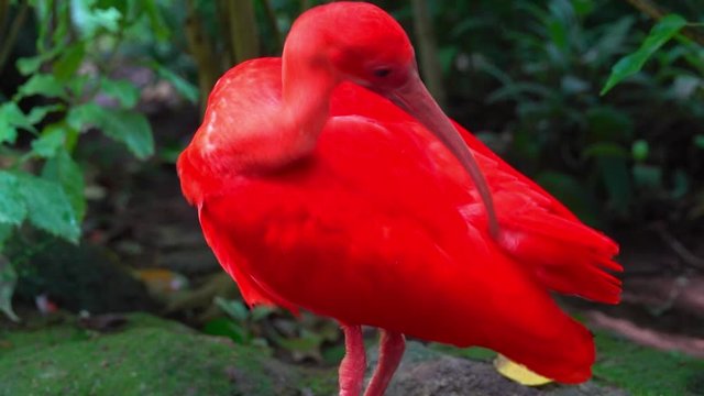 Red Exotic Bird With Long Beak Scarlet Ibis clean its feathers .