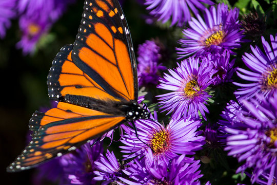 Monarch Butterfly 2
