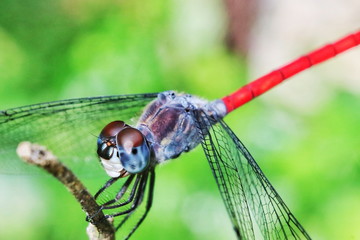Dragonflies on a branch