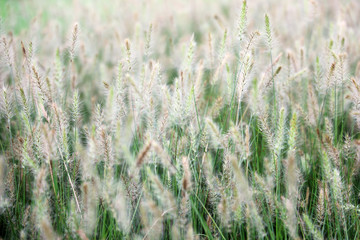 texture field of reeds grass plant background
