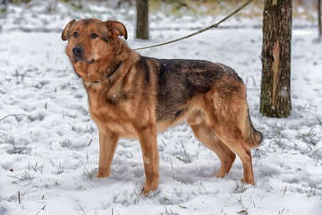 Red-haired dog mongrel in winter on a leash