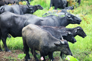 water buffalo herd in green field